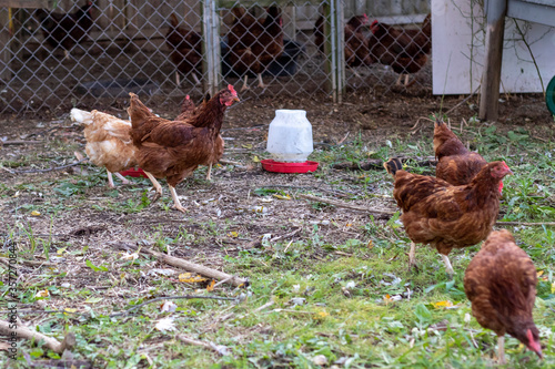 
Chickens near a chicken coop in backyard 