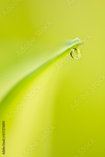 Close up of water droplet on leaf © Deb Casso/KOTO