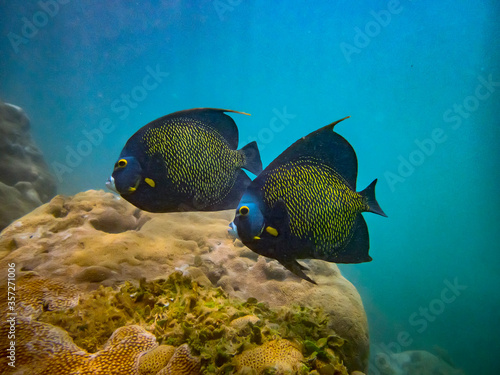 French angelfish photographed in Guarapari  Espirito Santo. Southeast of Brazil. Atlantic Ocean. Picture made in 2020.