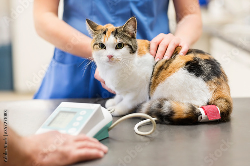 Veterinarian examining cat in vet's surgery photo