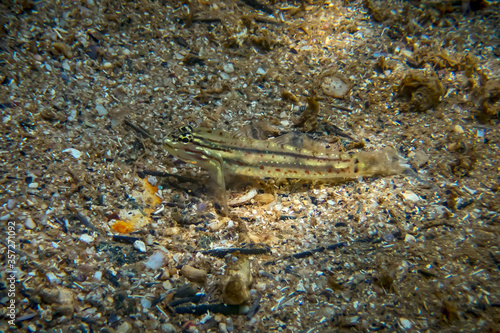 Bridled goby photographed in Tres Ilhas  Guarapari  in Espirito Santo. Southeast of Brazil. Atlantic Ocean. Picture made in 2020.