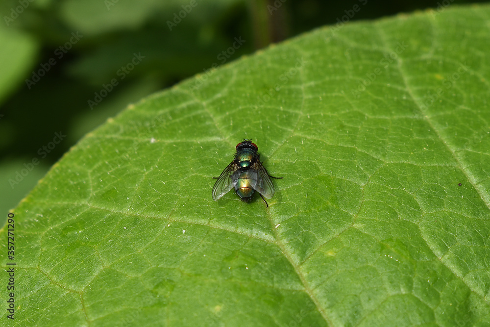 Goldfliege, Lucilia sericata, auf grünem Blatt Goldfliege, Lucilia sericata, auf grünem Blatt