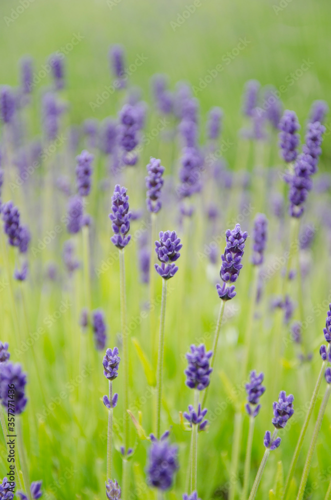 Naklejka premium Close up of lavender flowers in field