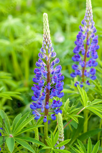 Lupin s flower. Lupine wildflowers with purple and blue flower. Bouquet of lupines summer flower background. Field of lupine. Purple spring and summer flower.