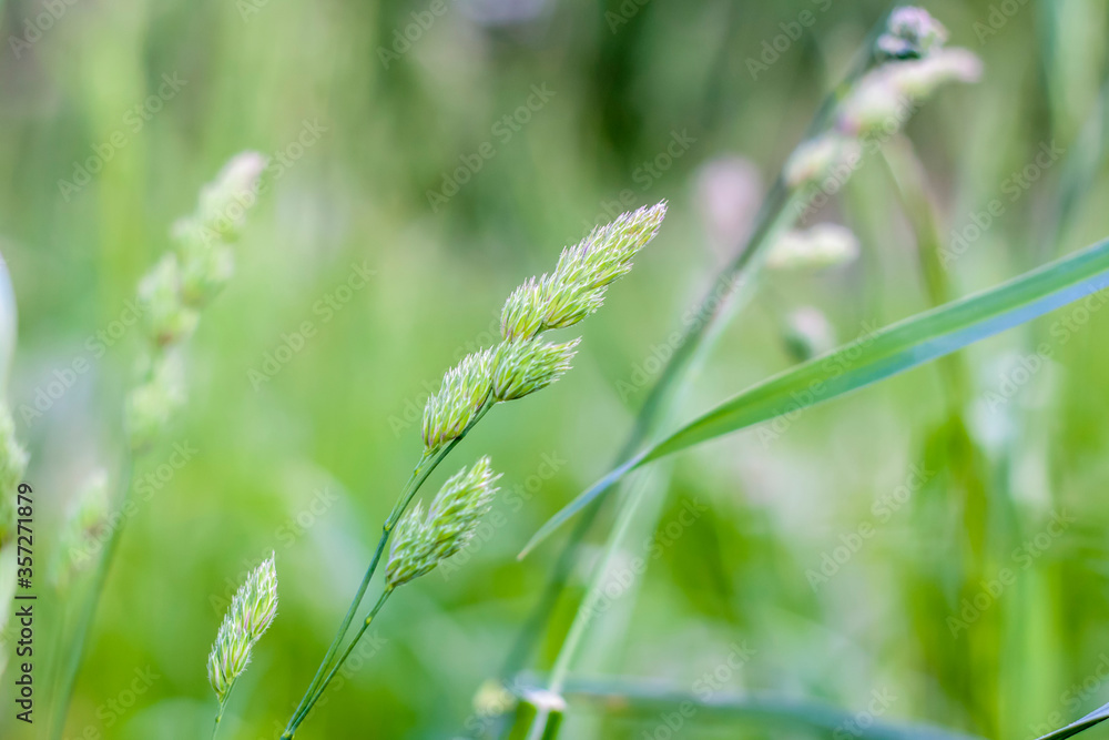 Fresh green grass background. The texture of the grass. Bright green grass. Beautiful high grass close-up.