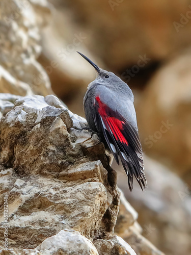 Mountain flying jewel, jumping on a rock looking for beetles and other bugs. Grey bird with red wings. Palava Hills, Czech Republic. Wallcreeper, Tichodroma muraria. photo