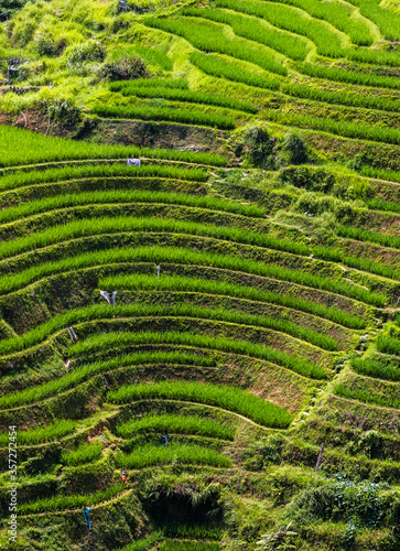 Longji rice terraces in China photo