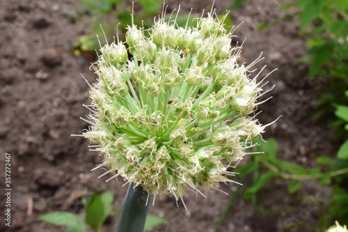 close up of the onion batun photo