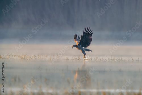 A mighty bird of prey in a majestic pose hunts in the first rays of the sun in the morning mist above the water surface. Moody photo. Isolated White-tailed Eagle, Haliaeetus albicilla.