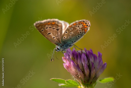 poranek motyl spijający nektar © Robert Borek
