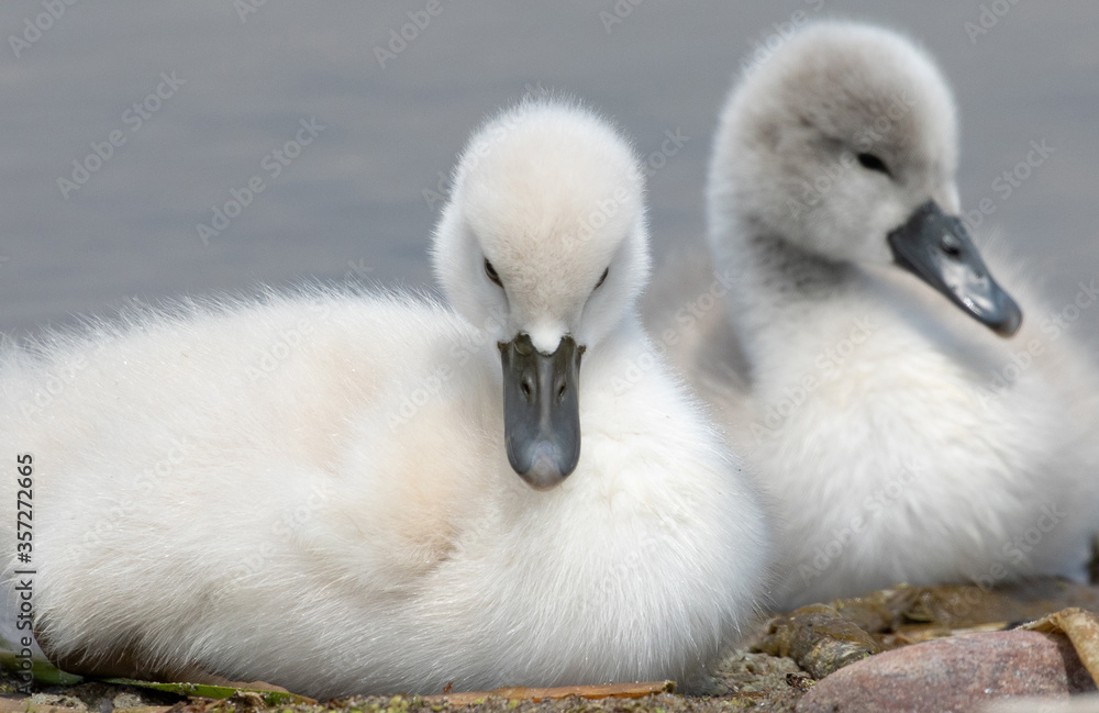 Two cygnets sitting side by side near the water. Two cygnets sitting side by side near the water.