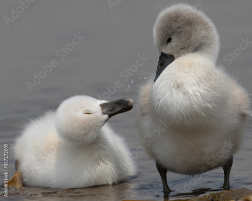 Two cygnets almost asleep at the edge of the water.