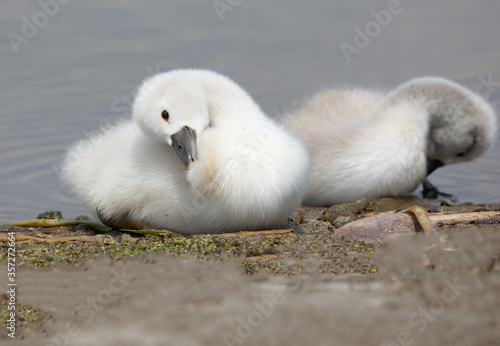 Two cygnets sitting in the sand side by side with their heads cocked to opposite sides.