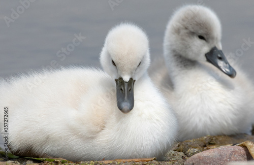 Two cygnets sitting side by side near the water.