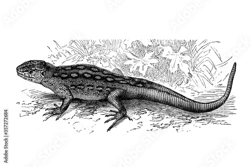 Old illustration of a common sand lizard