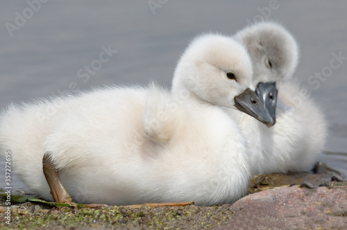 Two cygnets sitting at the edge of the water with their bills almost touching.