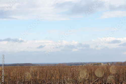 autumn rural landscape  harvest collected  dry field  cut plant stems in agricultural land