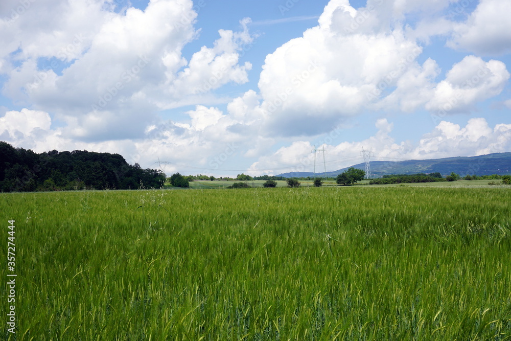 Fototapeta premium green grass and blue sky