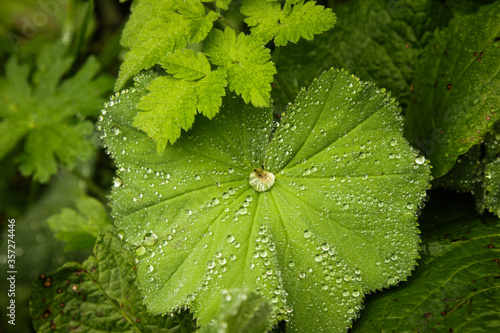 Water droplets on leaves after rain