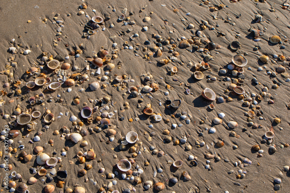 seashell close-up on a beach seashell close-up on a beach