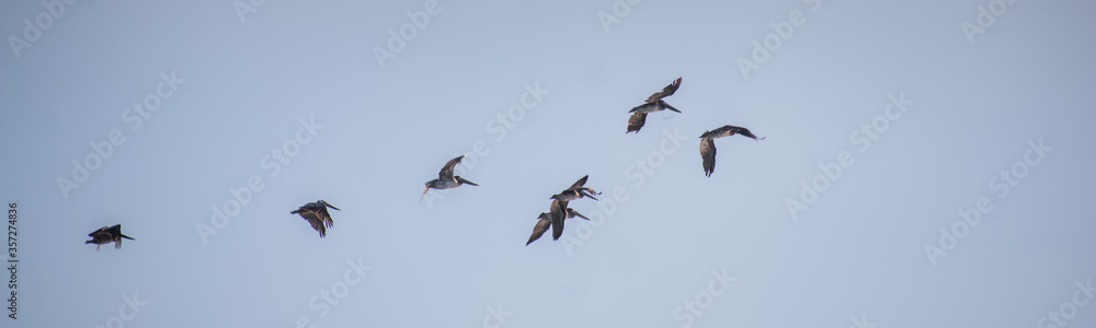 Seagulls in flight with blue skies on sunny day