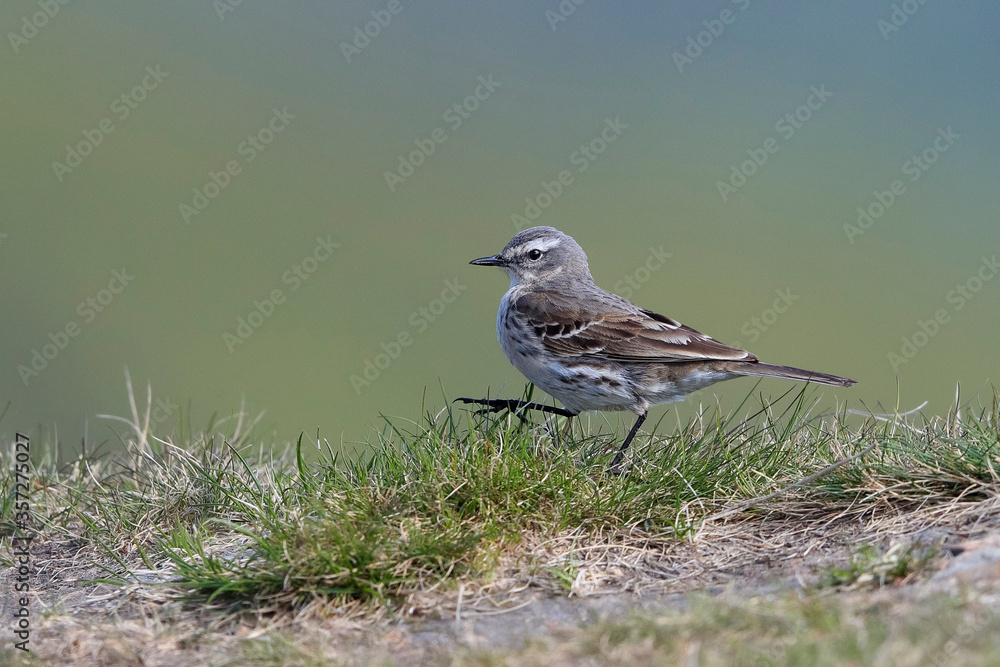 Close-up portrait of Water Pipit going on mountain grass. Anthus spinoletta. Close-up portrait of Water Pipit going on mountain grass. Anthus spinoletta.