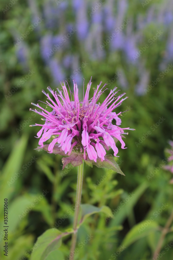 Monarda is twofold, with beautiful lilac flowers and useful properties. Monarda is twofold, with beautiful lilac flowers and useful properties.