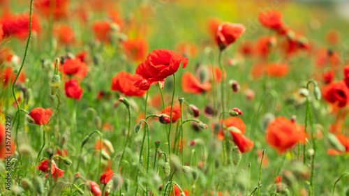 red poppy flowers in a field  banner