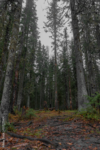 autumn forest in the morning