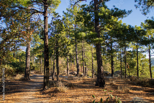 Obraz na płótnie Bosque de creel en Sierra tarahumara w salonie