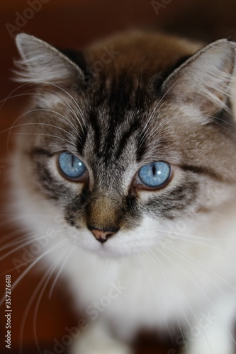 portrait of a blue eyes cat