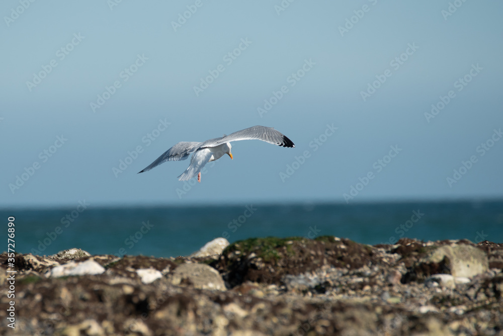 Seagull on the sea coast Seagull on the sea coast