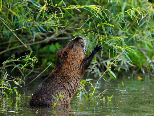Photography Close-up photo of wild nutria bite the willows twigs on background of green bushes