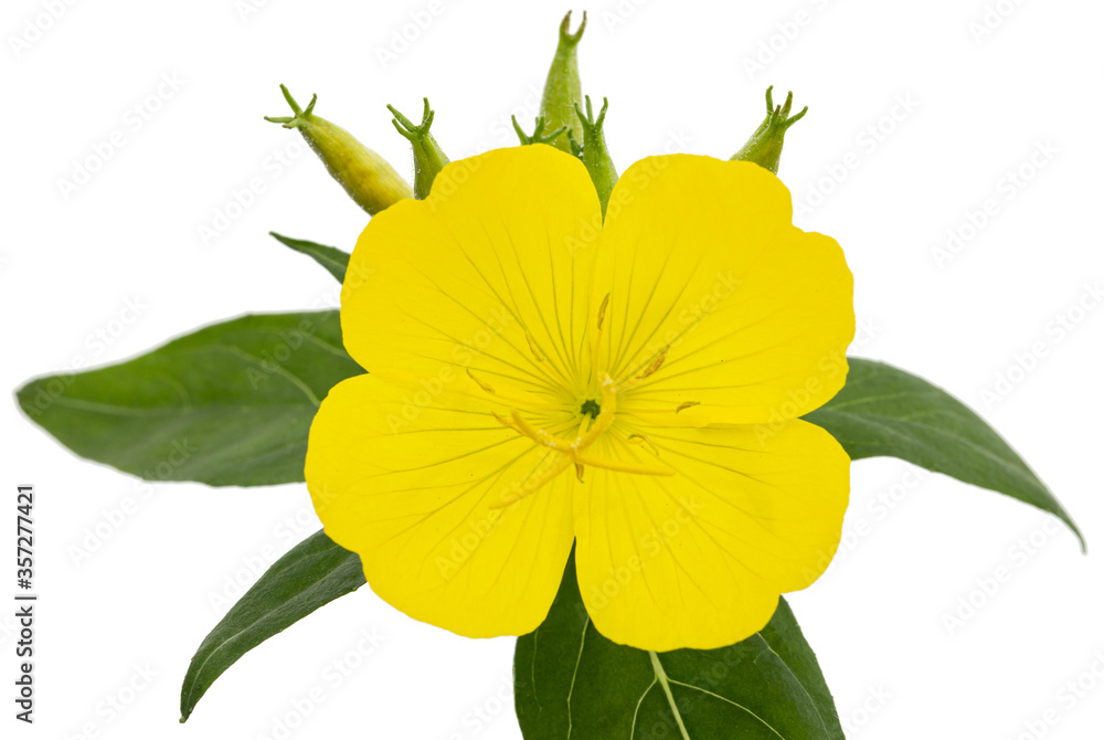 Flower of yellow Evening Primrose, lat. Oenothera, isolated on white background Flower of yellow Evening Primrose, lat. Oenothera, isolated on white background