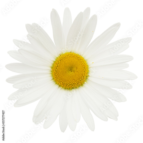 White flower of chamomile  lat. Matricaria  isolated on white background