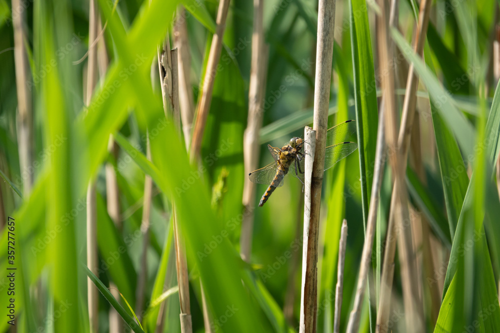 the large dragonfly Large blue arrow (Orthetrum concellatum) sits on a reed