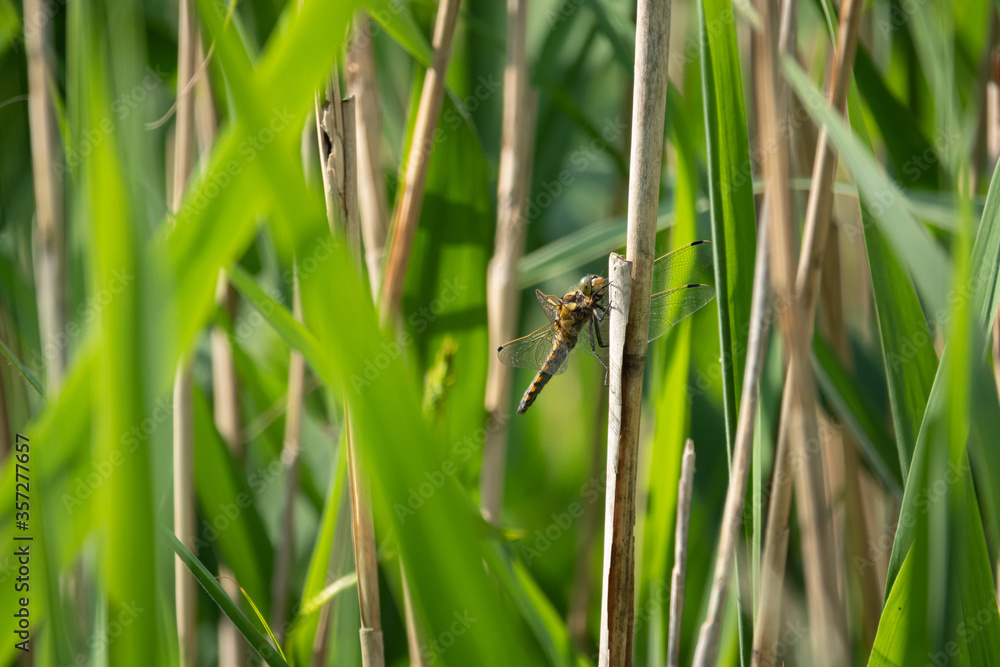 the large dragonfly Large blue arrow (Orthetrum concellatum) sits on a reed the large dragonfly Large blue arrow (Orthetrum concellatum) sits on a reed