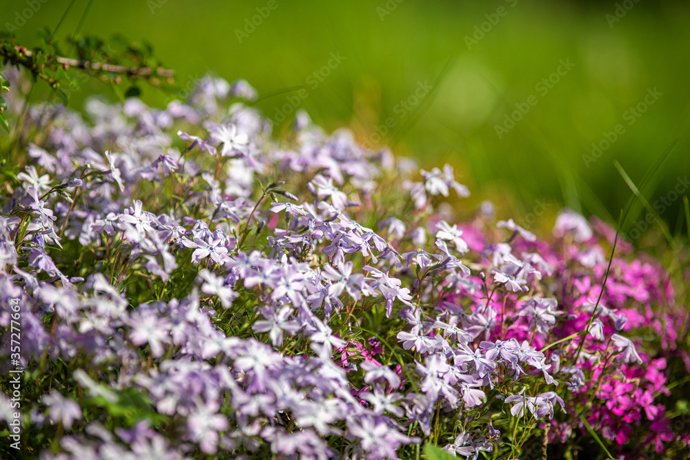 Obraz premium Flowers of Phlox douglasii, using shallow depth of field.