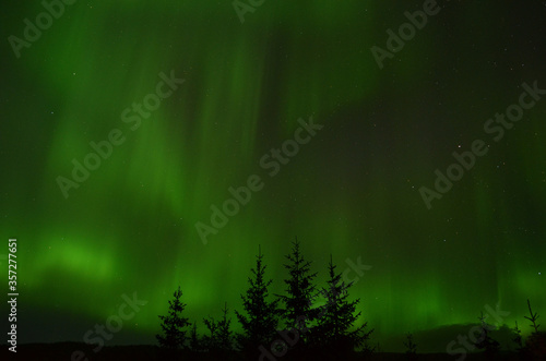 amazing aurora borealis dancing on star filled autumn night sky over spruce trees