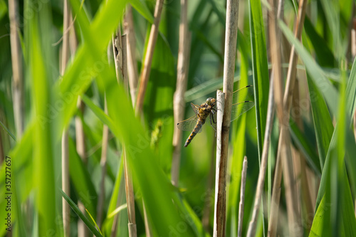 the large dragonfly Large blue arrow (Orthetrum concellatum) sits on a reed © karegg