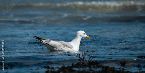 Seagull on the sea coast