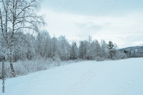 prestine snowy white forest landscape after hoarfrost