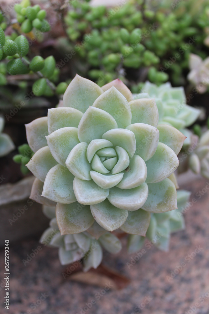 Graptopetalum paraguayense (N. E. Br.) as known as ghost plant Graptopetalum paraguayense (N. E. Br.) as known as ghost plant