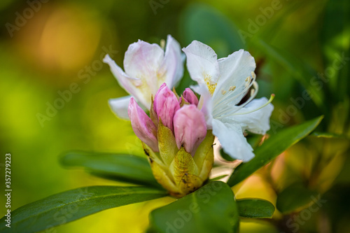 Rhododendron flowers on a blurred background.