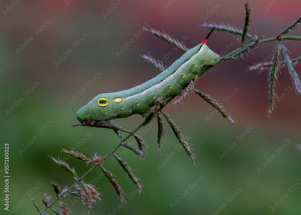 Caterpillar on grass