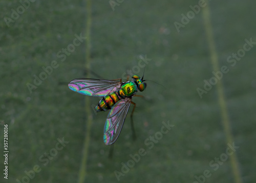 macro of fly on a leaf photo