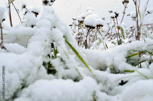 snow on plants in late autumn in the arctic circle