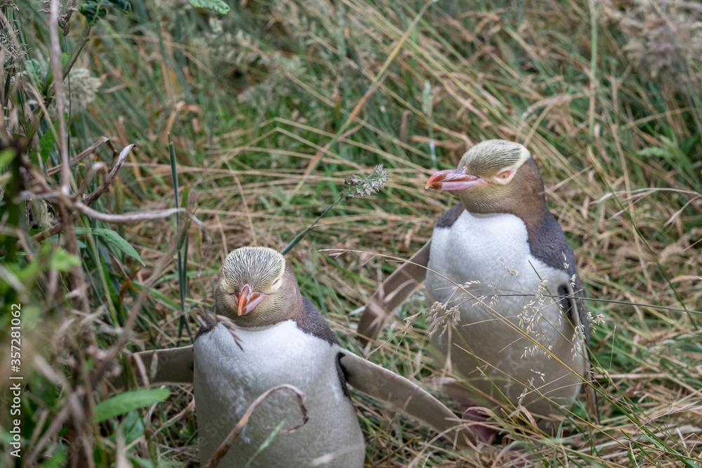 Obraz premium Two rare yellow-eyed penguins in their natural habitat outside Katiki Point Lighthouse in New Zealand