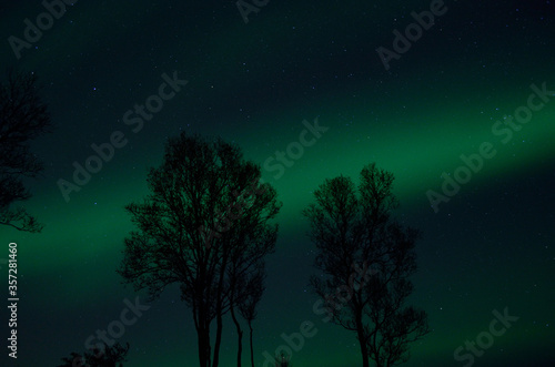 tree silouette with aurora borealis and stars at night background