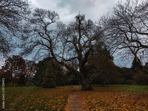 Old leafless tree